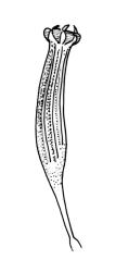 Orthotrichum hortense, capsule, dry.
 Image: R.C. Wagstaff © All rights reserved. Redrawn with permission from Lewinsky (1984). 
